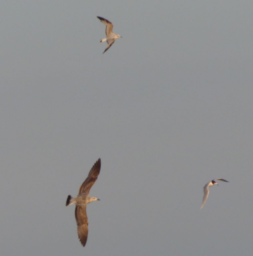 Gabbiano corallino (Larus melanocephalus)?  S !